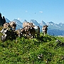 N71_7249