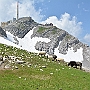N71_7385